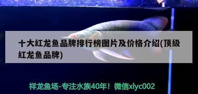 紅龍魚四大品牌是哪四個牌子的：redphoenix紅龍魚四大品牌的詳細信息
