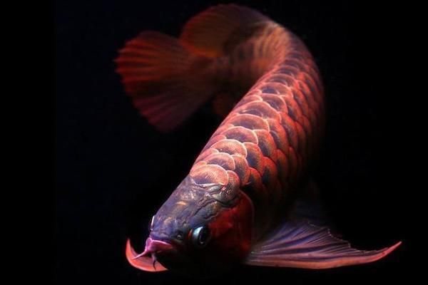 龍魚撞缸絕食怎么回事vs祥龍魚場：祥龍魚場龍魚健康狀況，如何預防龍魚撞缸