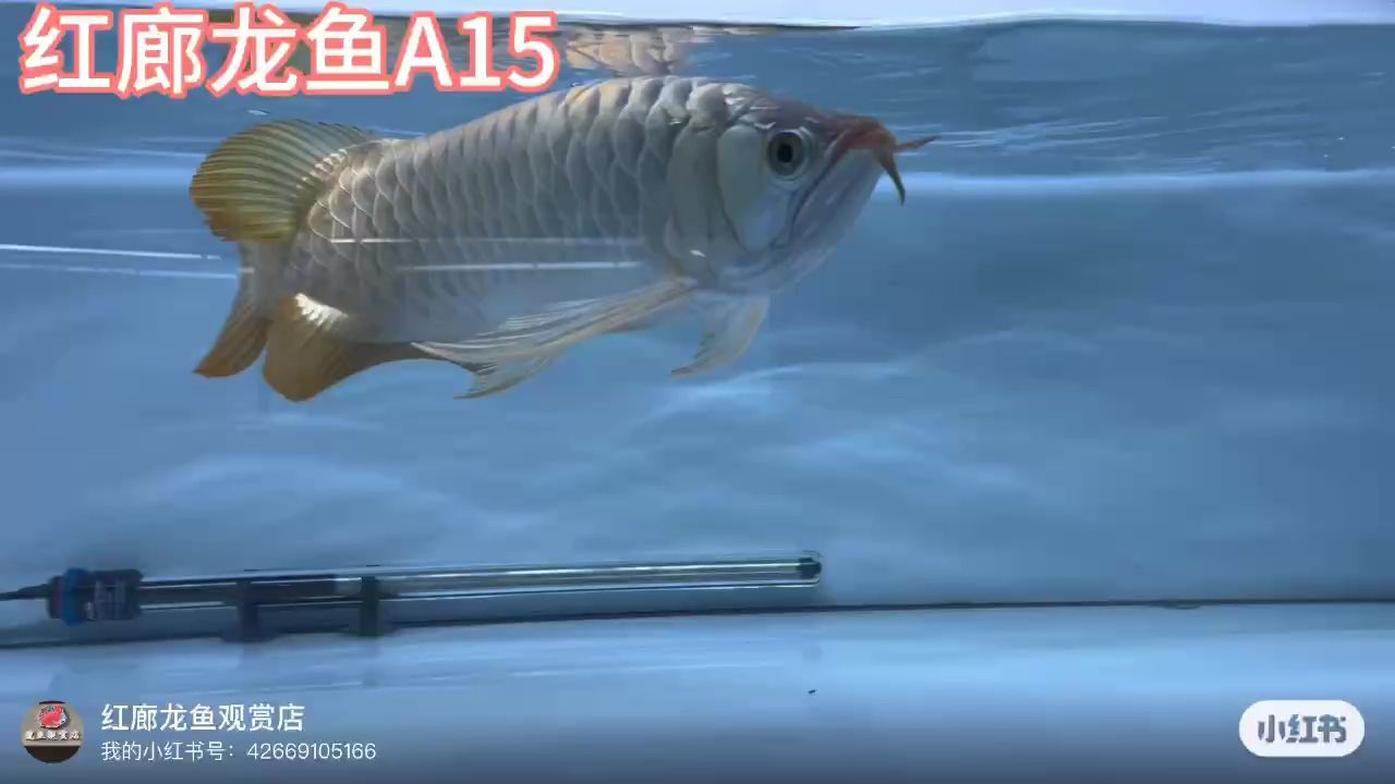 大湖紅龍（#印尼紅龍#風水魚#大湖龍魚彎頭下掛后三鰭嘎嘎有力）