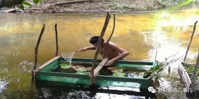 赤血紅龍魚：足赤紅龍魚，水中瑰寶的神秘與魅力