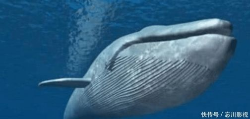 開水族館掙錢嗎（開一個水族館是否能賺錢取決于多種因素）