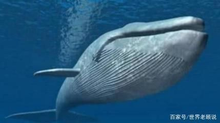 開水族館掙錢嗎（開一個水族館是否能賺錢取決于多種因素）
