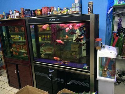 鹽城龍魚vs鹽城水族批發市場vs鹽城水族館vs鹽城魚缸批發市場vs祥龍魚場：“鹽城龍魚”、“鹽城水族批發市場”和“祥龍魚場” 鹽城龍魚vs鹽城水族批發市場vs鹽城水族館vs鹽城魚缸批發市場vs祥龍魚場：“鹽城龍魚”、“鹽城水族批發市場”和“祥龍魚場” 祥龍魚場各市分站 第3張