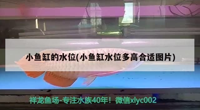 小魚缸的水位(小魚缸水位多高合適圖片)