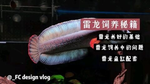 雷龍魚(yú)混養(yǎng)搭配指南，雷龍魚(yú)如何與雷龍魚(yú)混養(yǎng)