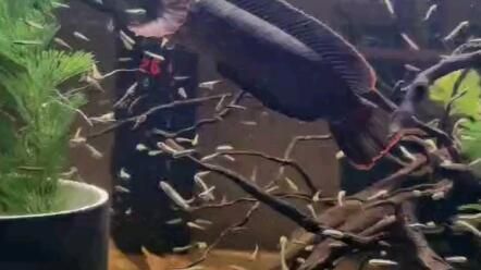 雷龍魚(yú)混養(yǎng)搭配指南，雷龍魚(yú)如何與雷龍魚(yú)混養(yǎng)