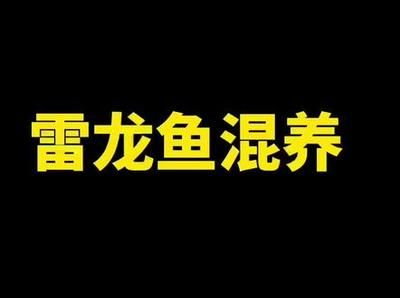 雷龍魚(yú)混養(yǎng)搭配指南，雷龍魚(yú)如何與雷龍魚(yú)混養(yǎng)