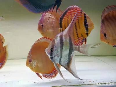 雷龍魚(yú)混養(yǎng)搭配指南，雷龍魚(yú)如何與雷龍魚(yú)混養(yǎng)