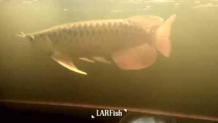 印尼大湖紅龍魚視頻大全播放：印尼大湖紅龍魚視頻大全