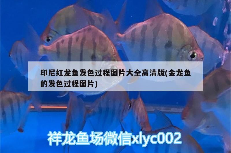 印尼紅龍魚發色過程圖片大全高清版(金龍魚的發色過程圖片)