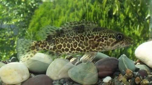 泰國虎魚喂食后的消化管理，泰國虎魚喂食后的消化管理要點