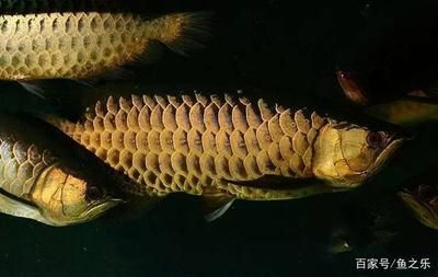 飼養(yǎng)紅龍魚用哪些檢測水質(zhì)設備的方法：紅龍魚水質(zhì)檢測設備