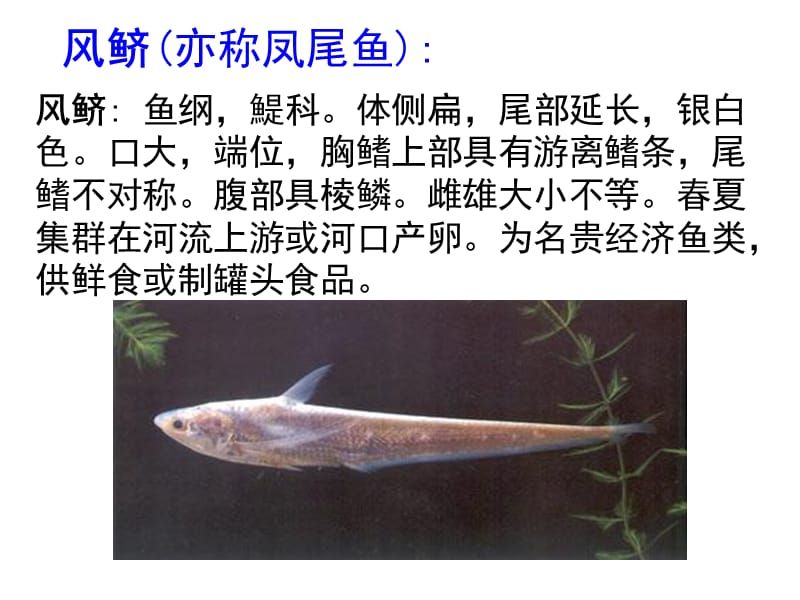 銀龍魚英文名怎么寫(金龍魚英文怎么寫)