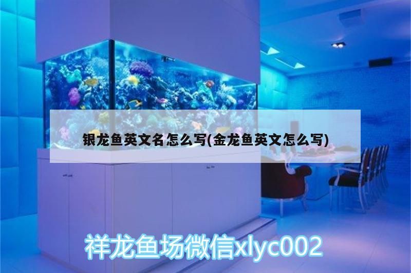 銀龍魚英文名怎么寫(金龍魚英文怎么寫)