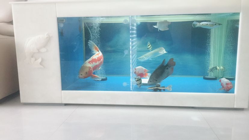 請問如何讓小虎魚開口 請問如何讓小虎魚開口 虎魚百科 第2張