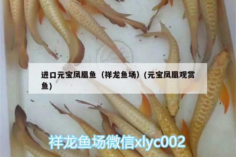 進口元寶鳳凰魚（祥龍魚場）(元寶鳳凰觀賞魚)