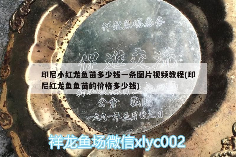印尼小紅龍魚苗多少錢一條圖片視頻教程(印尼紅龍魚魚苗的價格多少錢)