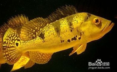 紅龍魚品牌有哪些牌子的好用呢(紅龍魚品牌排行)
