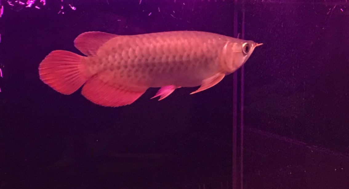 這是辣椒還是超血還是垃圾？