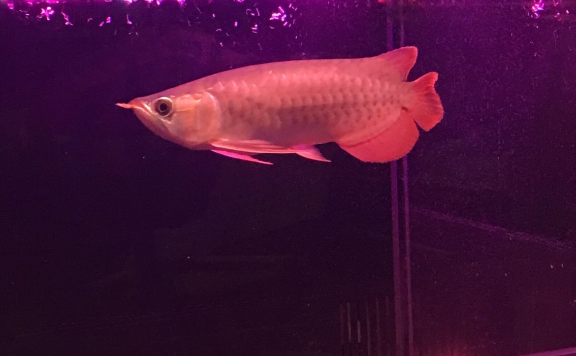 這是辣椒還是超血還是垃圾? 黃金貓魚百科 第4張 這是辣椒還是超血還是垃圾? 這是辣椒還是超血還是垃圾? 黃金貓魚百科 第4張
