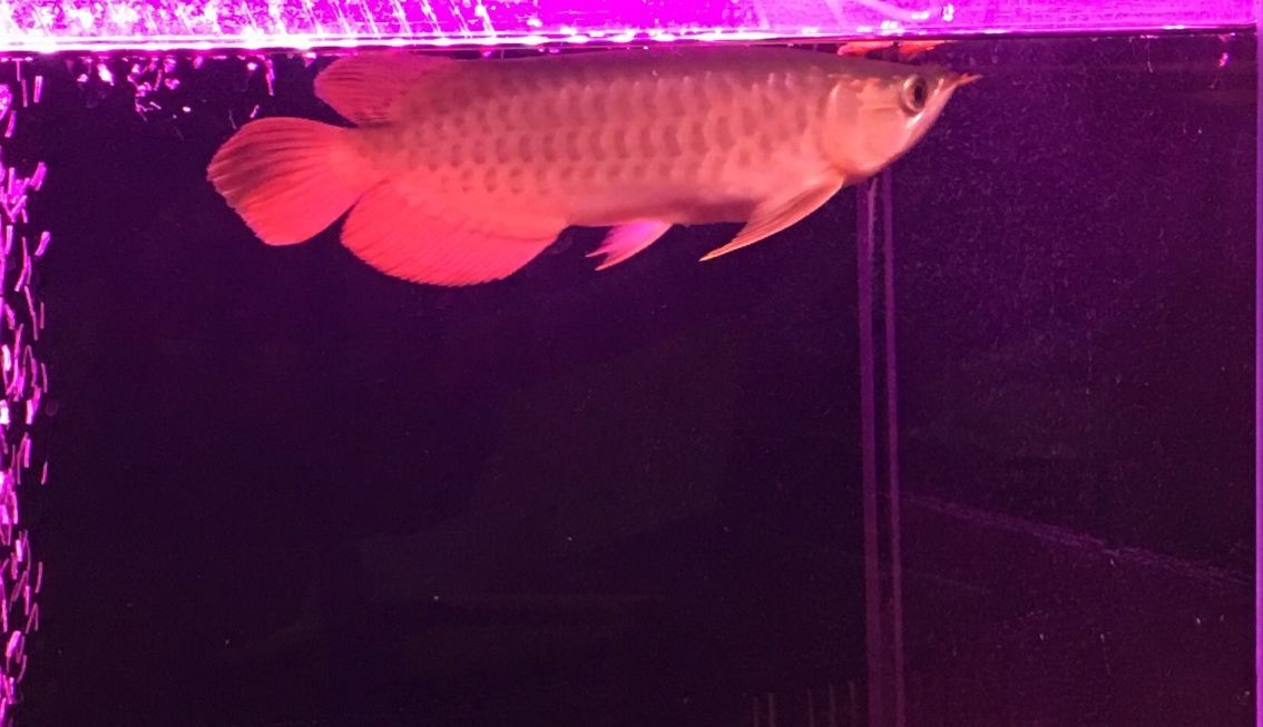 這是辣椒還是超血還是垃圾? 黃金貓魚百科 第5張 這是辣椒還是超血還是垃圾? 這是辣椒還是超血還是垃圾? 黃金貓魚百科 第5張