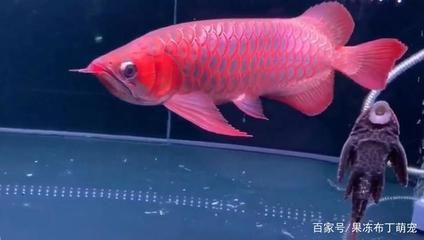 紅龍魚多大開始發(fā)色正常：紅龍魚發(fā)色期如何優(yōu)化飼養(yǎng)