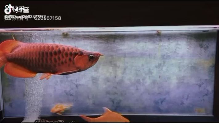 廊坊龍魚vs廊坊水族批發市場vs廊坊水族館vs廊坊魚缸批發市場vs祥龍魚場：廊坊水族批發市場特色