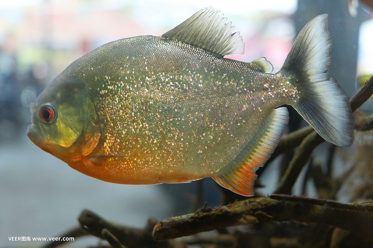 虎魚VS桂魚：虎魚與桂魚的區別