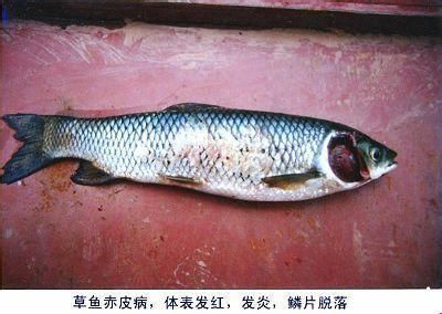 瓦房店魚缸批發(fā)市場(哪里有大瓦缸賣)