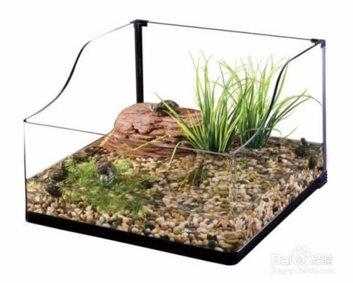 印尼大湖龍魚是怎樣的生活環(huán)境呢視頻(印尼紅龍魚)