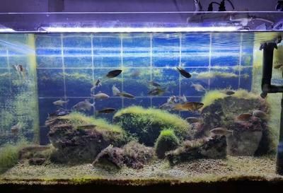 怎樣沾玻璃魚缸(魚缸怎么沾)