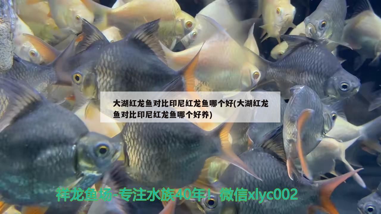 大湖紅龍魚對比印尼紅龍魚哪個好(大湖紅龍魚對比印尼紅龍魚哪個好養)