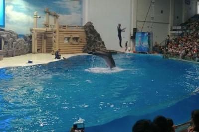 水族館表演時間（徐州市水族館表演時間在2019年夏季和節假日的營業時間調整）