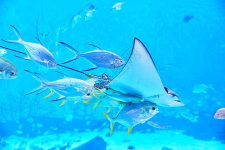 水族館魚的種類圖片和名字：水族館中的魚類種類及其名稱