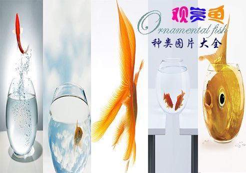 水族館魚的種類圖片和名字：水族館中的魚類種類及其名稱