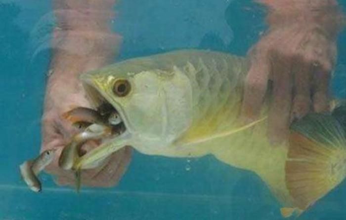 金龍魚繁殖行為的詳細解析：如何判斷金龍魚是否進入繁殖期