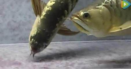 金龍魚繁殖行為的詳細解析：如何判斷金龍魚是否進入繁殖期
