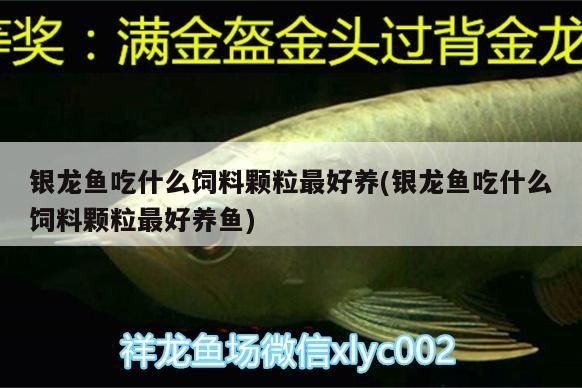 銀龍魚吃什么飼料顆粒最好養(銀龍魚吃什么飼料顆粒最好養魚)
