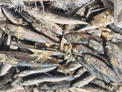 安陽魚缸維護（安陽魚缸維護電話）