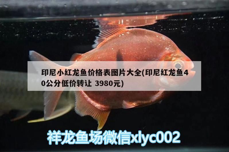 印尼小紅龍魚價格表圖片大全(印尼紅龍魚40公分低價轉讓3980元)