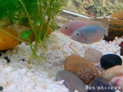 印尼小紅龍魚價格表圖片大全(印尼紅龍魚40公分低價轉讓3980元)