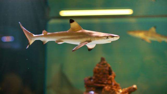 水族館魚類圖譜（關(guān)于水族館魚類圖譜的相關(guān)信息）