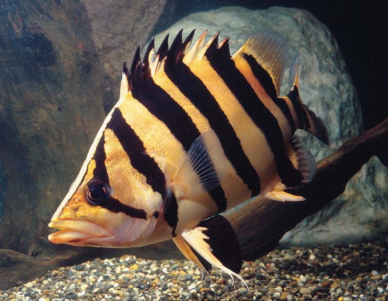 水族館魚類圖譜（關(guān)于水族館魚類圖譜的相關(guān)信息）