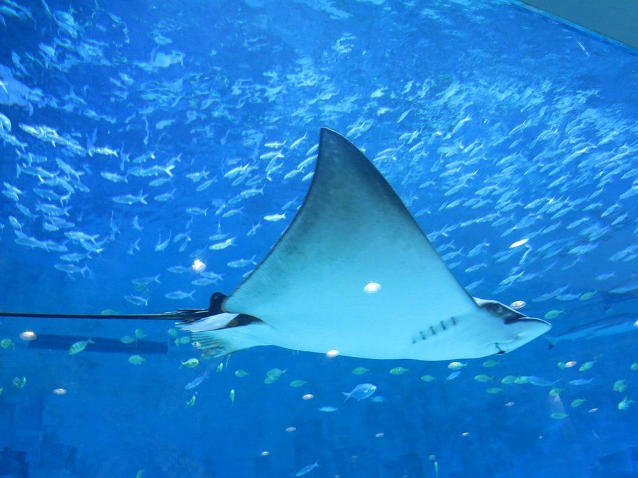 水族館魚類圖譜（關(guān)于水族館魚類圖譜的相關(guān)信息）