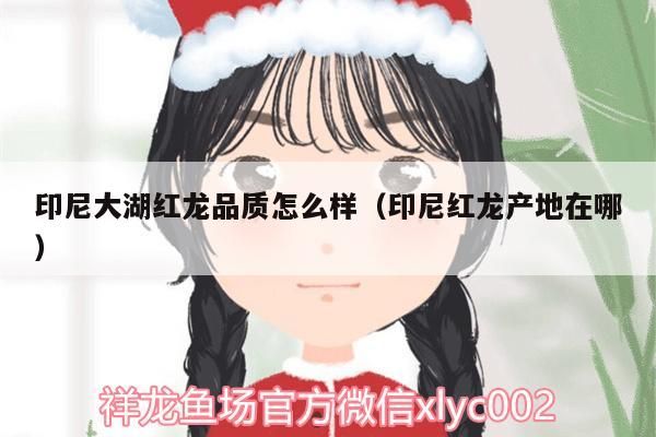 印尼大湖紅龍品質怎么樣（印尼紅龍產地在哪）