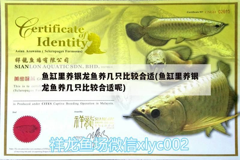 魚缸里養銀龍魚養幾只比較合適(魚缸里養銀龍魚養幾只比較合適呢)