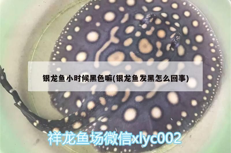 銀龍魚(yú)小時(shí)候黑色嘛(銀龍魚(yú)發(fā)黑怎么回事)