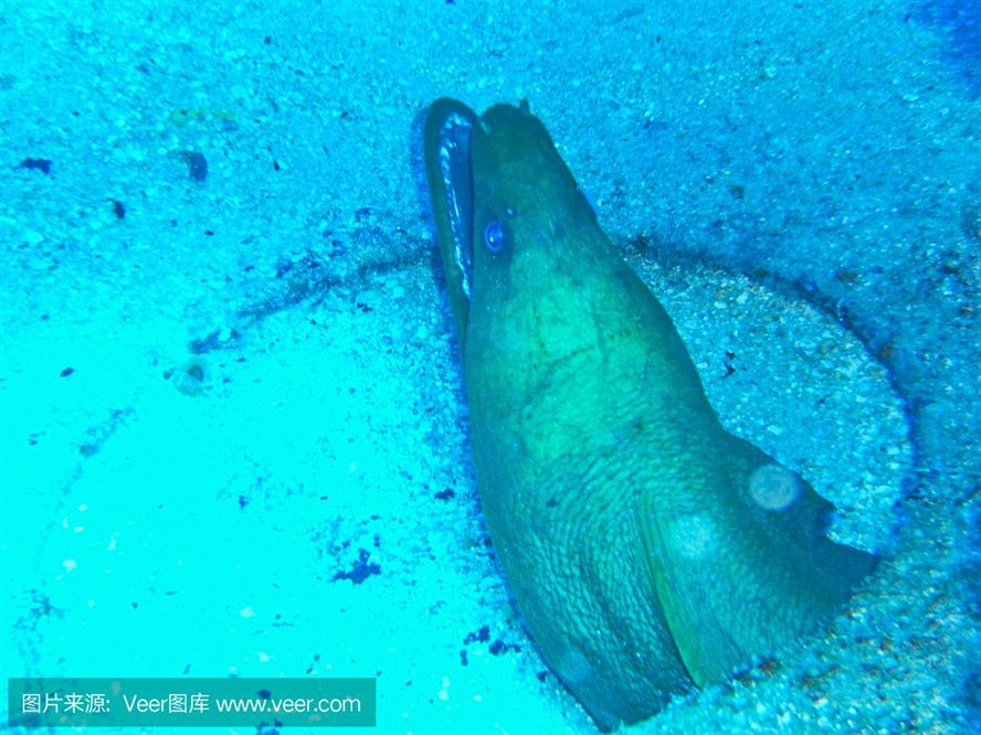 魟魚相互咬旁邊的魚：魟魚相互咬旁邊的魚是什么原因引起的？ 魟魚相互咬旁邊的魚：魟魚相互咬旁邊的魚是什么原因引起的？ 魟魚百科 第3張