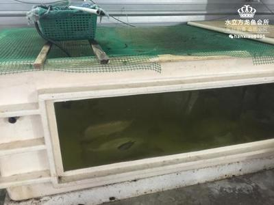 菏澤魚(yú)缸回收公司地址在哪里電話(菏澤魚(yú)缸回收公司地址在哪里電話號(hào)碼) 虎魚(yú)百科 第2張 菏澤魚(yú)缸回收公司地址在哪里電話(菏澤魚(yú)缸回收公司地址在哪里電話號(hào)碼) 菏澤魚(yú)缸回收公司地址在哪里電話(菏澤魚(yú)缸回收公司地址在哪里電話號(hào)碼) 虎魚(yú)百科 第2張
