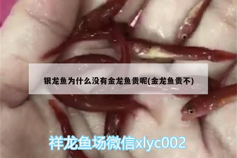銀龍魚為什么沒有金龍魚貴呢(金龍魚貴不)